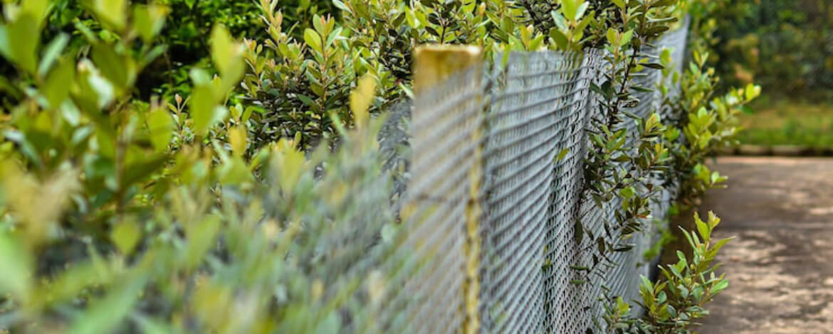 How Invisible Fences Can Improve Your Backyard!