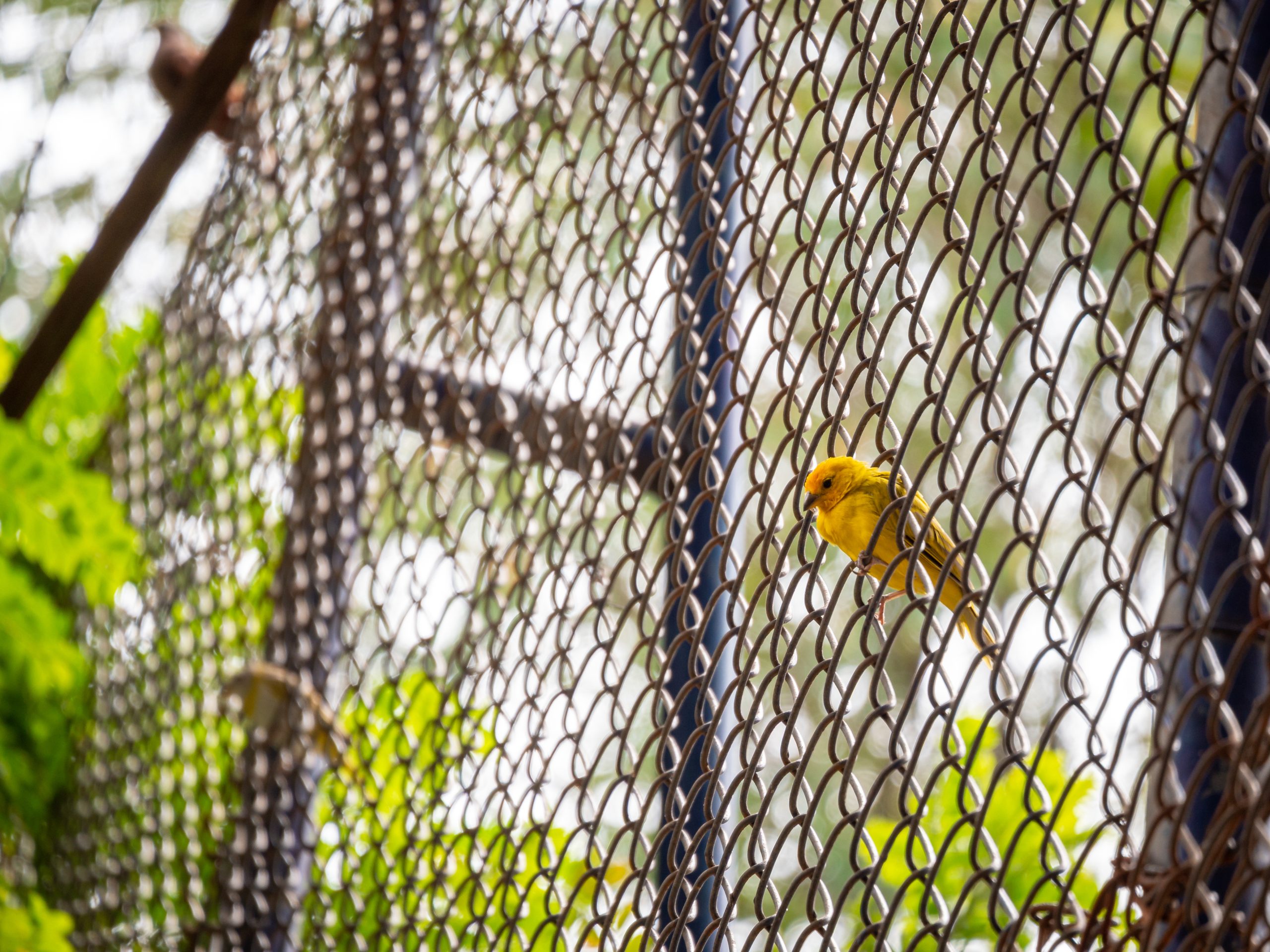 Tips On How to Repair Chain Link Fence