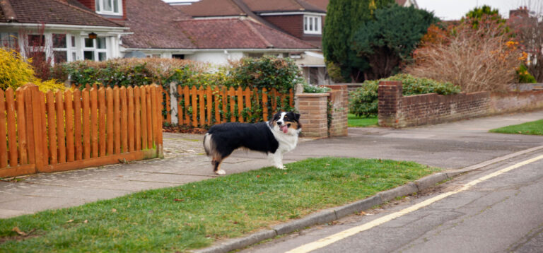 Pet-Friendly Fencing